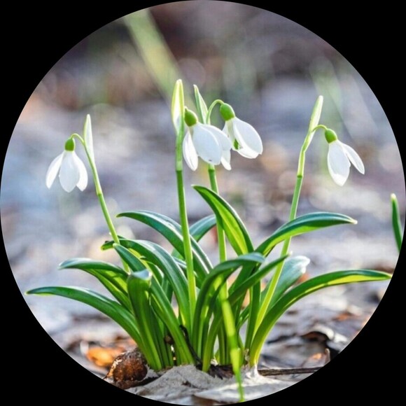 snowdropsinmay